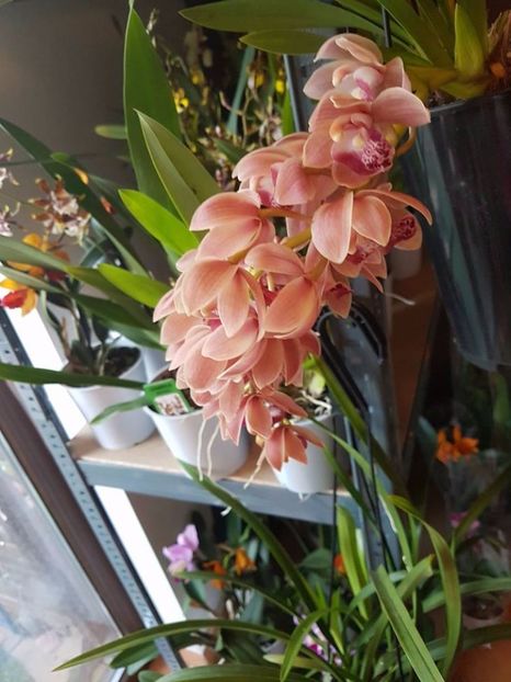 Cymbidium SpringWind - 80 lei - VANDUTE