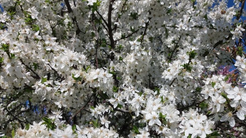  - Primavara lui 2017