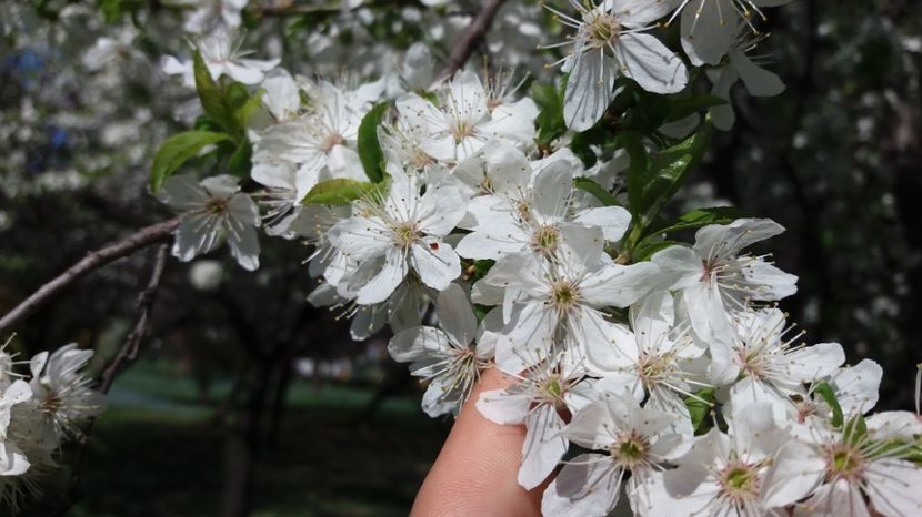  - Primavara lui 2017