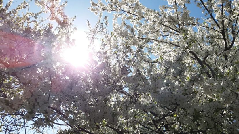  - Primavara lui 2017