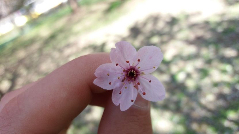  - Primavara lui 2017