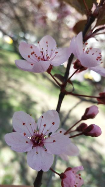  - Primavara lui 2017