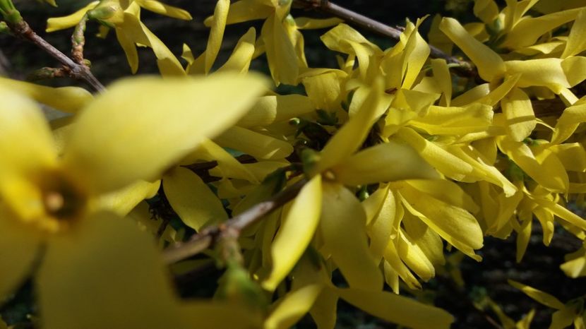  - Primavara lui 2017