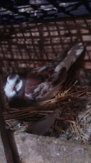  - Arhiva poze cu porumbei