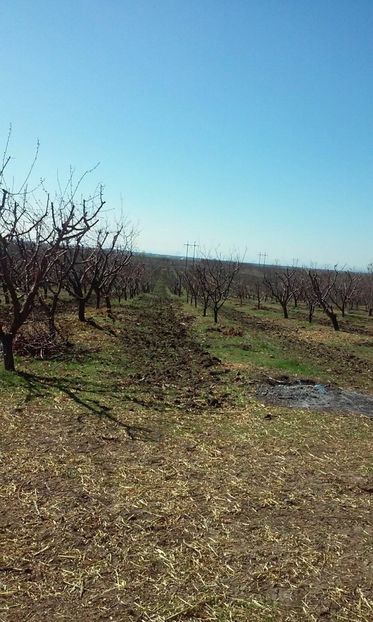 IMG-20170328-WA0008 - Livada 2016