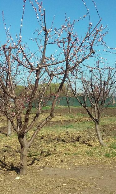 IMG-20170328-WA0007 - Livada 2016