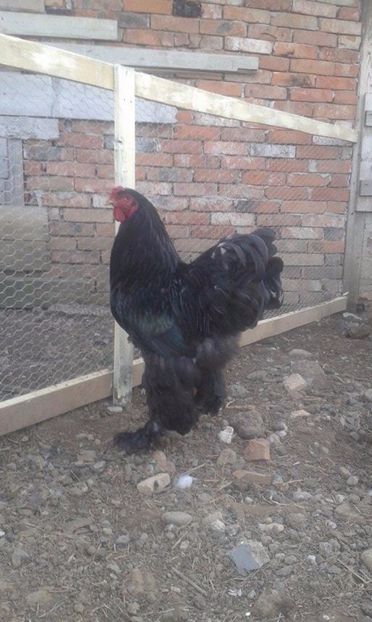  - brahma negru