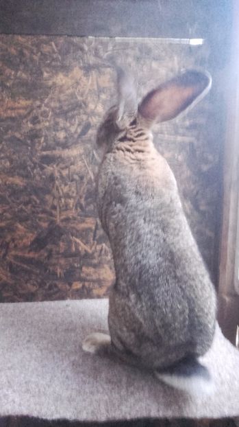  - M2 RO 89 de vanzare