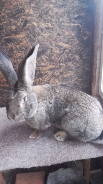  - M2 RO 89 de vanzare