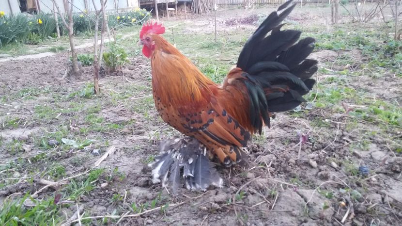  - Mii de flori portelan