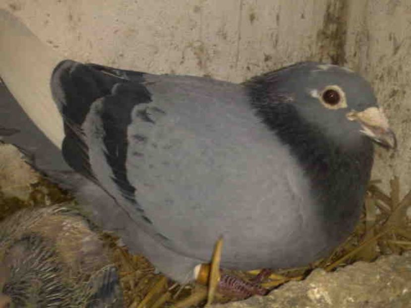  - Pui 2017-2018 -2019-2020 -2021-matca-doici-vind aproape tot lotul