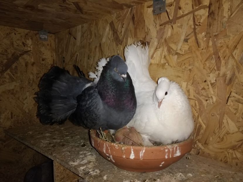  - Ciori Baltate sau mai pe romaneste porumbei