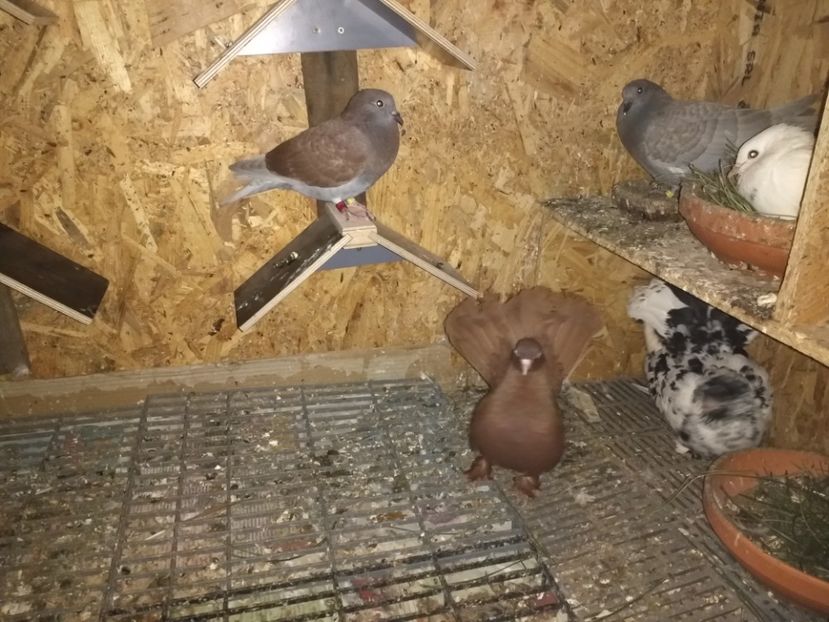  - Ciori Baltate sau mai pe romaneste porumbei