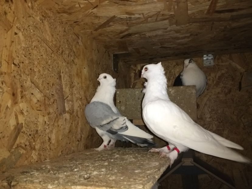  - Ciori Baltate sau mai pe romaneste porumbei
