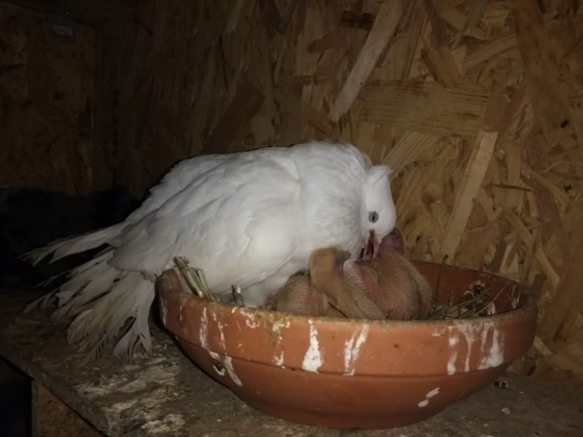  - Ciori Baltate sau mai pe romaneste porumbei