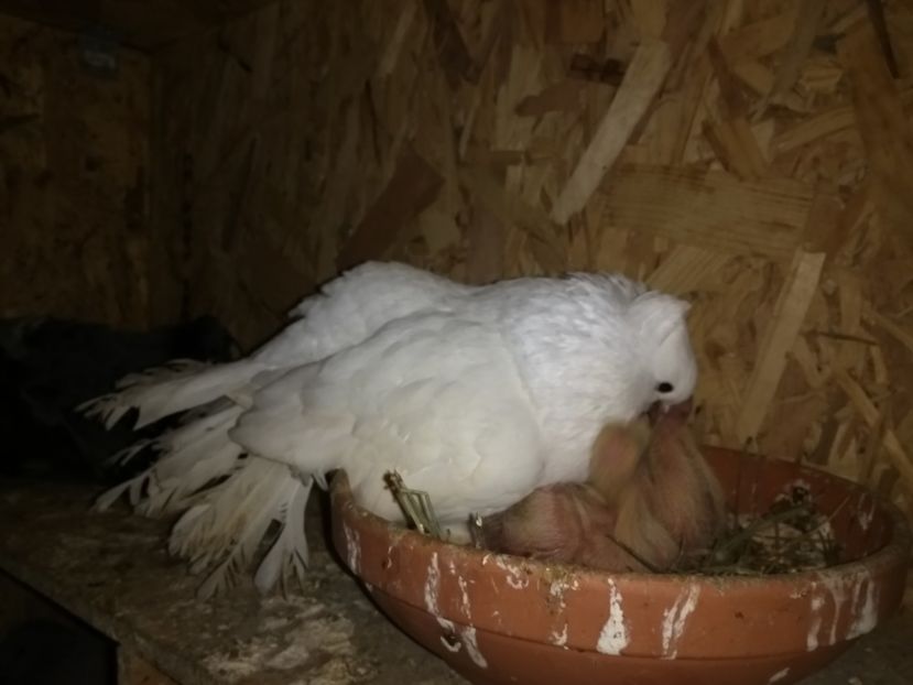  - Ciori Baltate sau mai pe romaneste porumbei