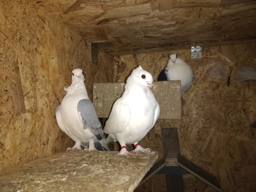  - Ciori Baltate sau mai pe romaneste porumbei