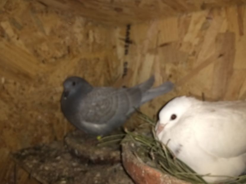  - Ciori Baltate sau mai pe romaneste porumbei