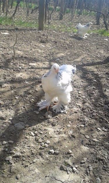 17506162_1103853469760972_1387576916_n (1) - prima serie 2017