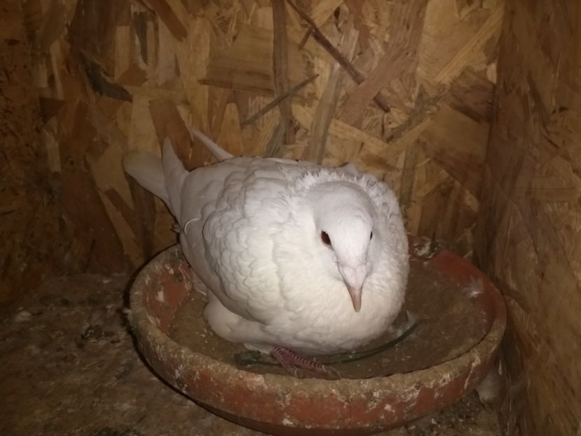  - Ciori Baltate sau mai pe romaneste porumbei