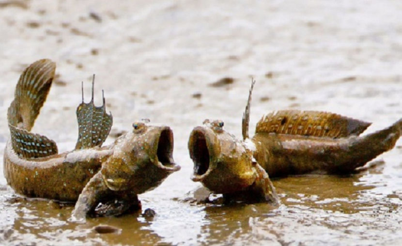 ne antrenăm pentru "Vocea României"... - NATURA ȘI SURPRIZELE EI