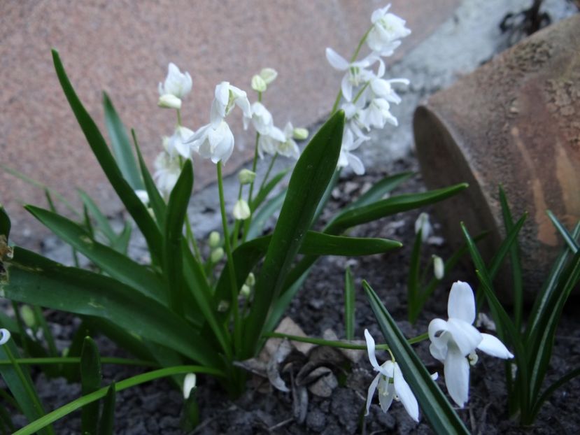 inflorite azi... - E primavara iarasi primavara