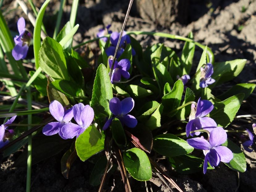 iata si toporasii - E primavara iarasi primavara