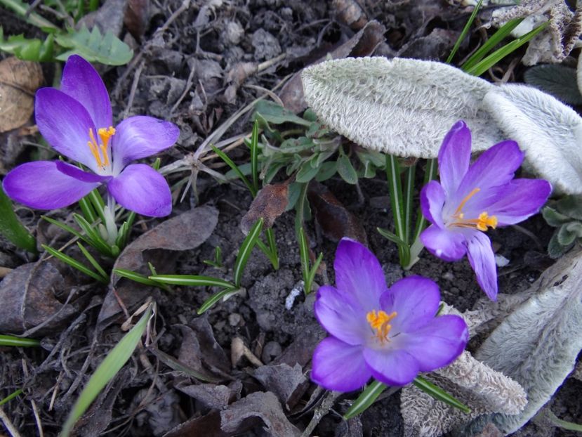 nou inflorite :) - E primavara iarasi primavara