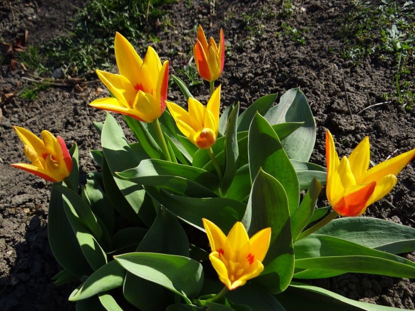 ieri erau inghetate.... - E primavara iarasi primavara