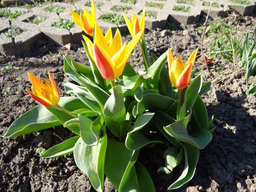 Giusepe Verdi sunt pur si simplu... - E primavara iarasi primavara