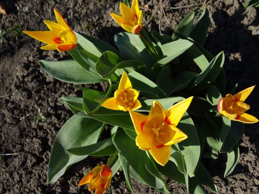 adorabile si iubibile  :) - E primavara iarasi primavara