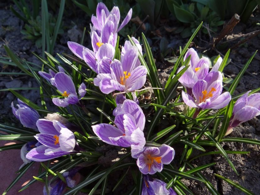 si din fericire este ceva mai cald... - E primavara iarasi primavara