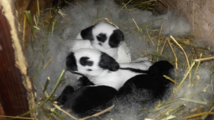  - femela7 achizitie 2017