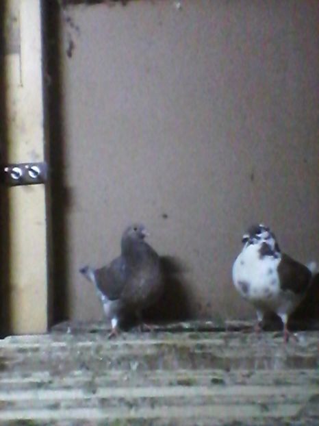  - De vanzare Pui 2016