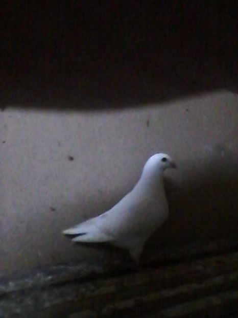  - De vanzare Pui 2016