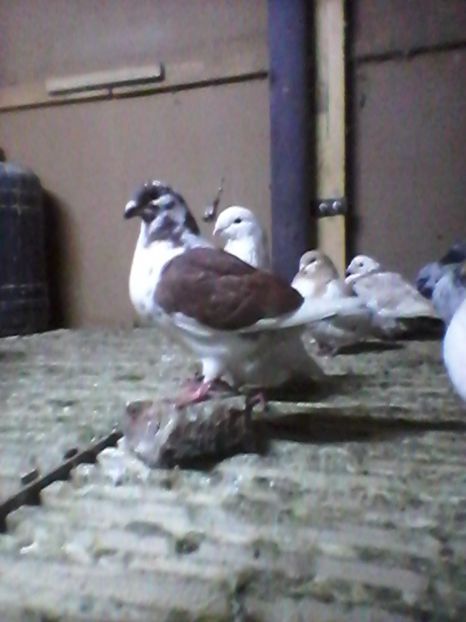  - De vanzare Pui 2016