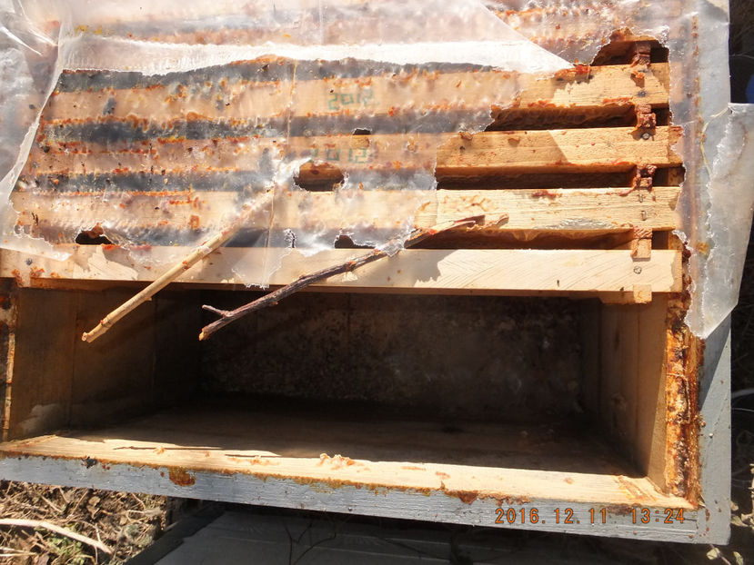 DSCF5200 - Albinute 2016-Cel mai delicat an