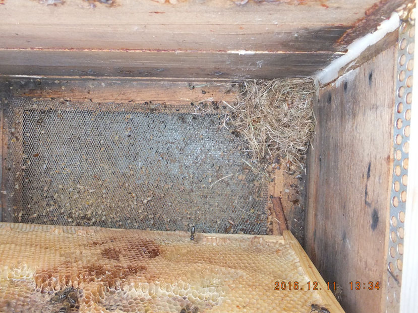 DSCF5202 - Albinute 2016-Cel mai delicat an