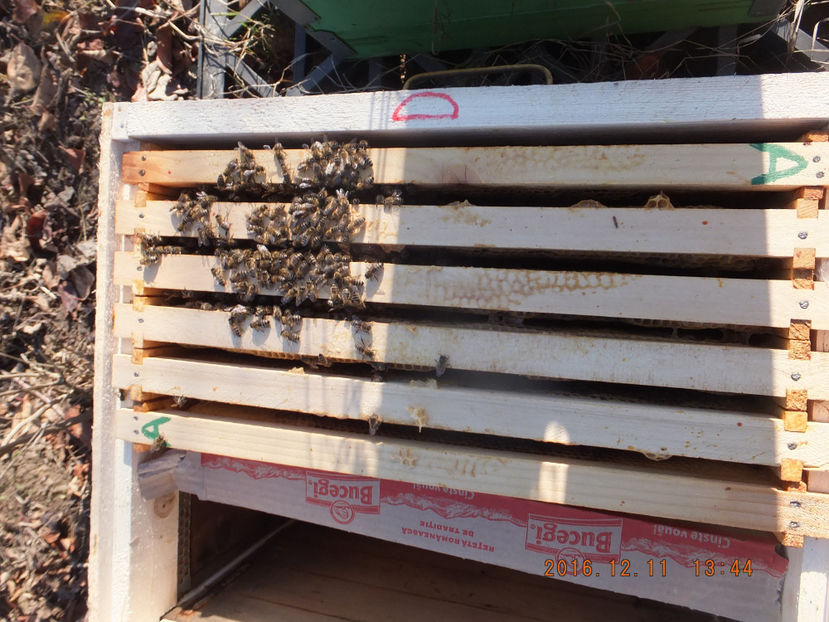 DSCF5203 - Albinute 2016-Cel mai delicat an