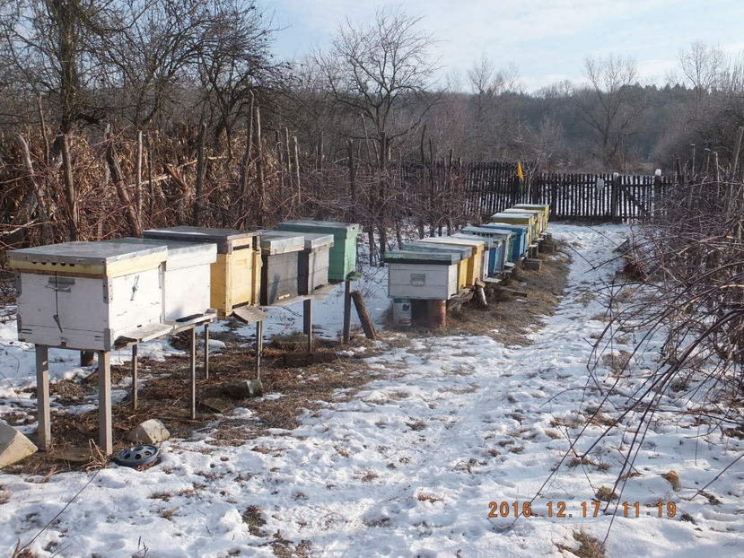 DSCF5207 - Albinute 2016-Cel mai delicat an