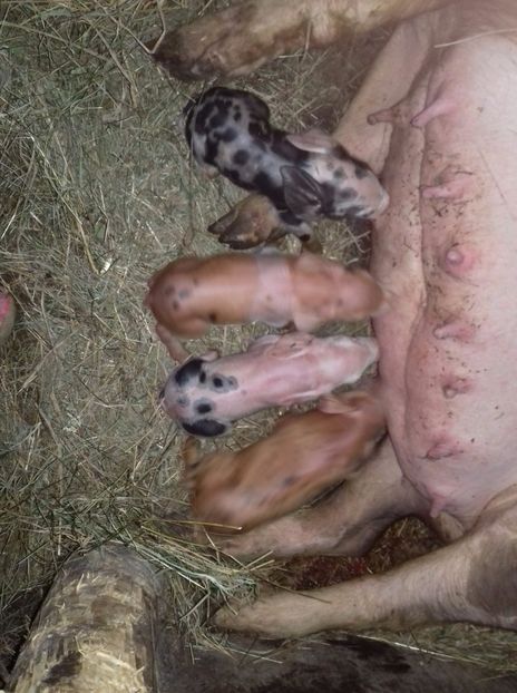 IMG-20170318-WA0005 - Purcei petrean duroc