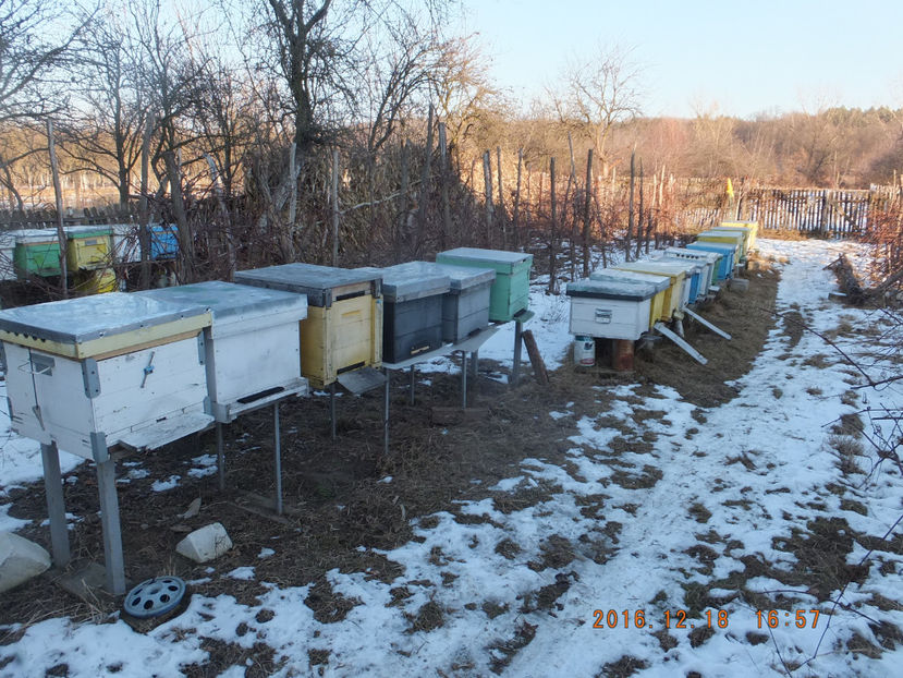 DSCF5250 - Albinute 2017- Reintregirea armatei