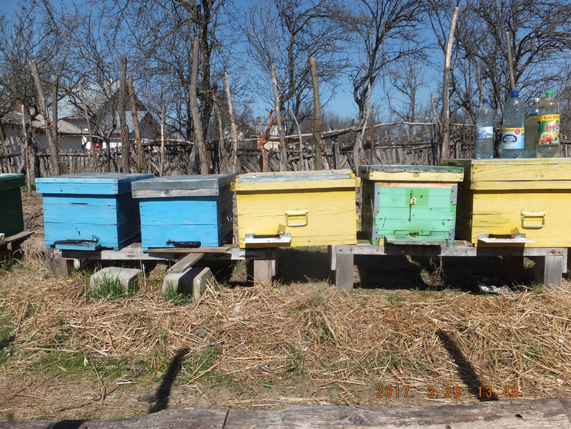 DSCF5628 - Albinute 2017- Reintregirea armatei