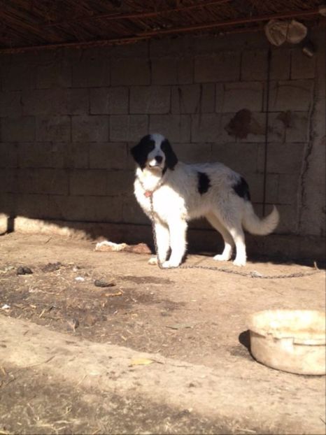 140027521_4_1000x700_ciobanesc-de-bucovina-animale-de-companie - C Paza gospodariei