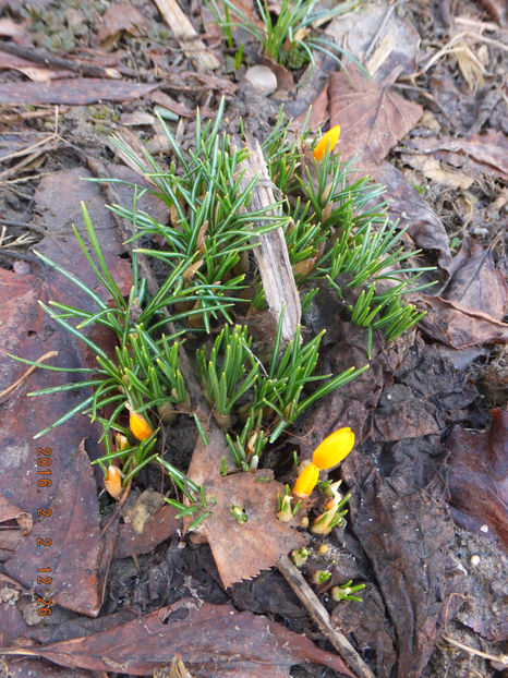02-02-2016 DSCF3385 - Crocus sativum