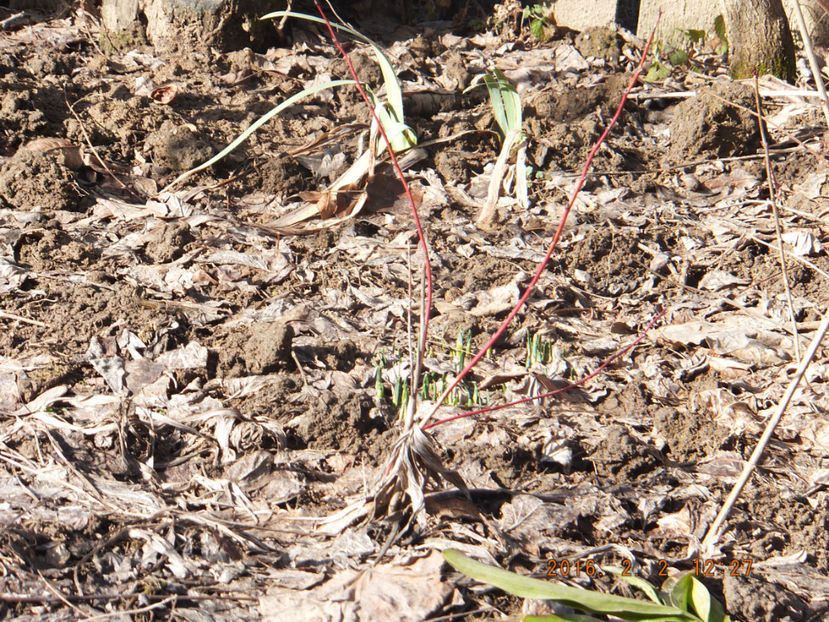 02-02-2016 DSCF3387 - Crocus sativum