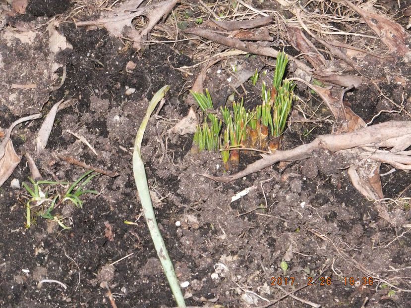 26-02-2017 DSCF5580 - Crocus sativum