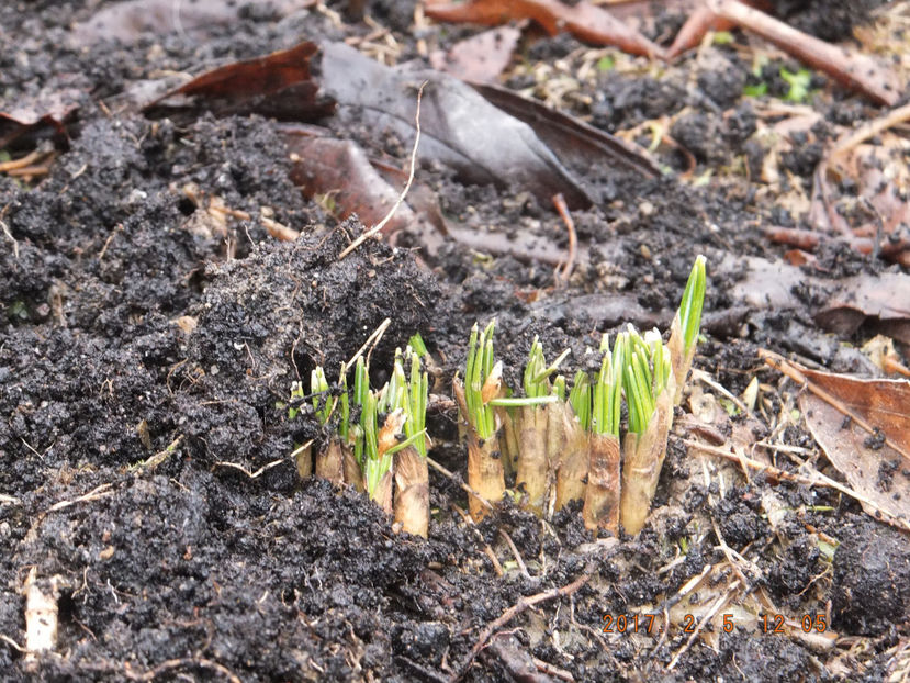05-02-2017 DSCF5389 - Crocus sativum