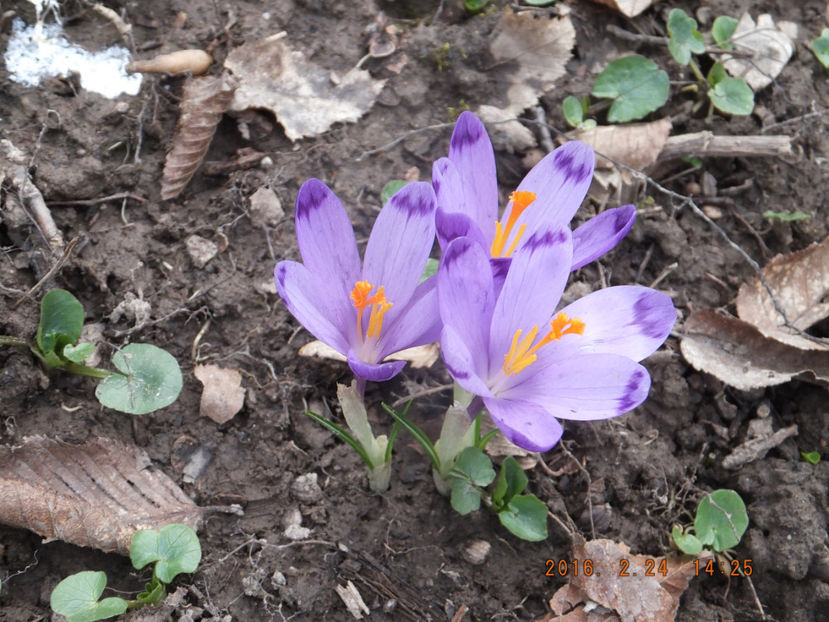 DSCF3577 - Crocus sativum