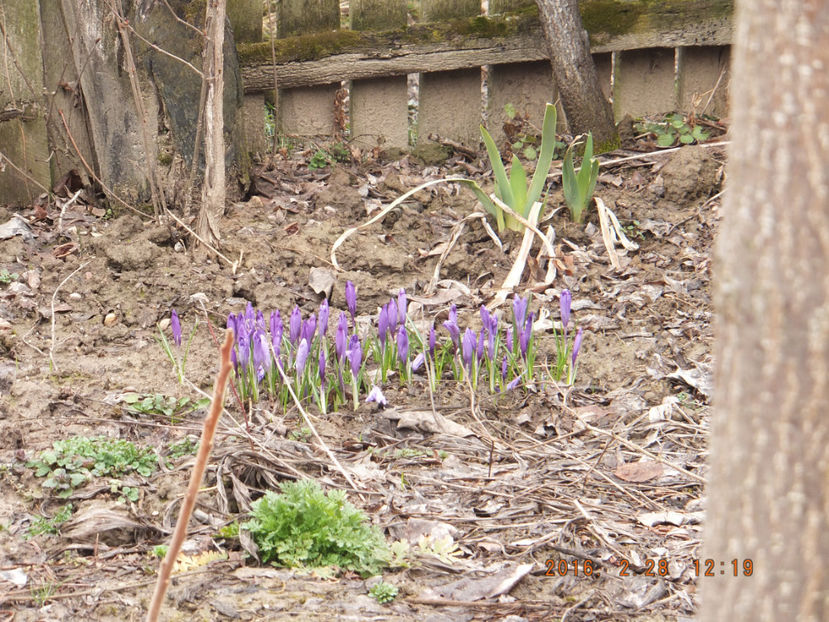 DSCF3614 - Crocus sativum